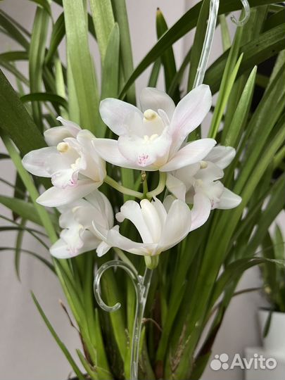 Орхидея цимбидиум в горшке