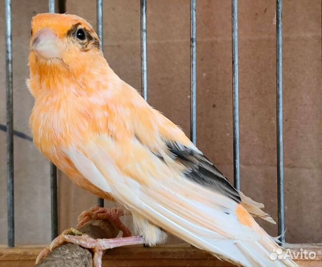 Поющие кенара