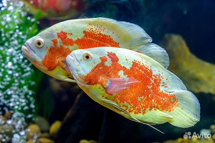 Астронотус красный