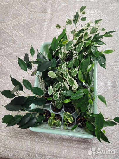 Фикусы сортовые