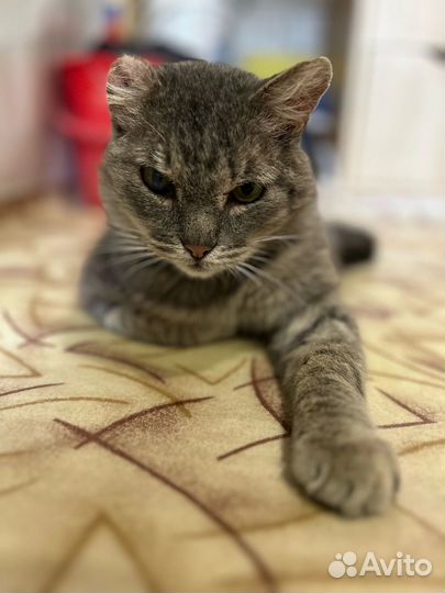 Отдам бесплатно котика