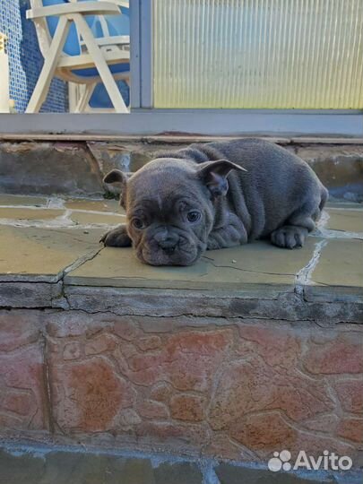 Голубой бульдог