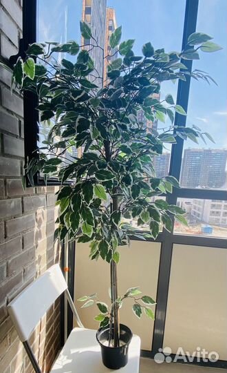 Фикус бенджамина пестролистный большой