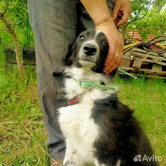 Собака в добрые руки