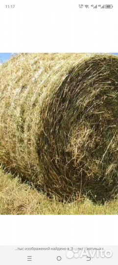 Продам сено в рулонах
