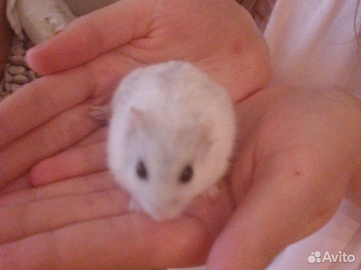 Джунгарский хомяк бесплатно