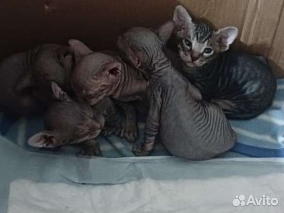 Донской сфинкс вязка