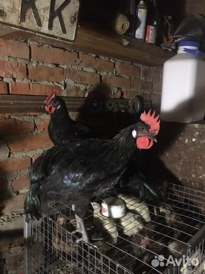 Петухи черной минорки
