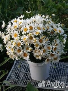 Ромашки корни, цветы и букеты