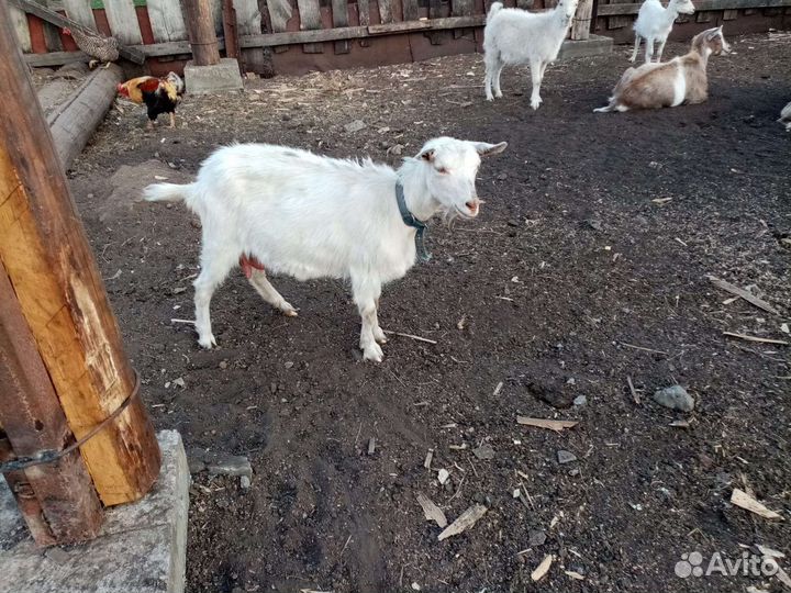 Коза дойная