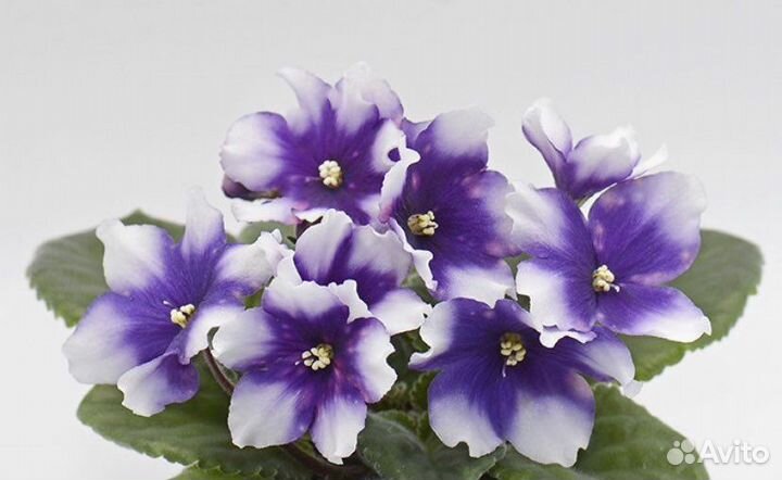 Укоренённые листы фиалок