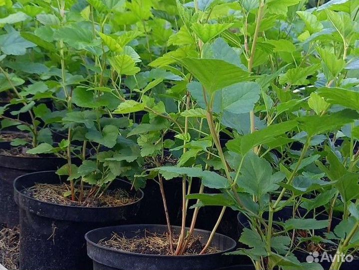 Саженцы пузыреплодника для живой изгороди