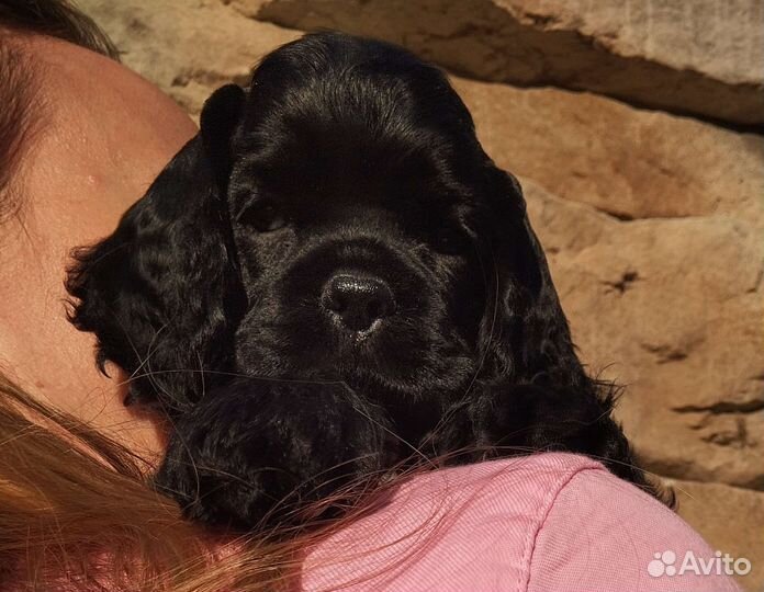 Щенки кокер спаниеля