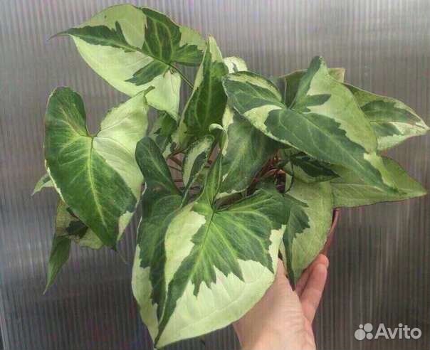 Сингониумы