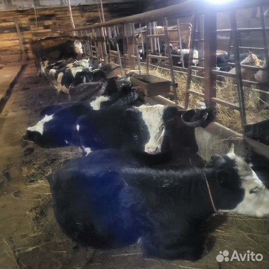 Быки и телки