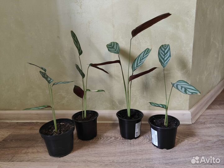 Комнатные цветы