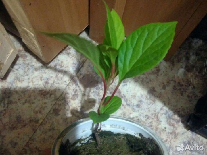 Саженцы и семена лимонника китайского