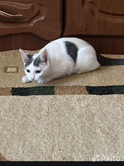 Кошка в дар