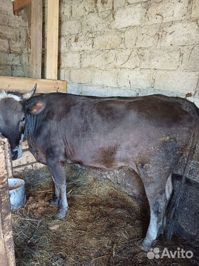 Корова на мясо