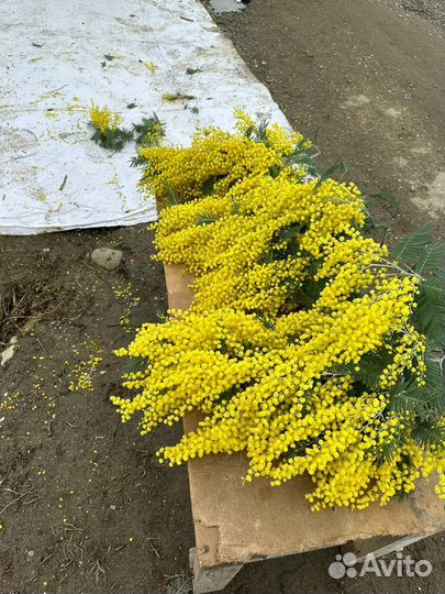 Оптовая продажа цветов