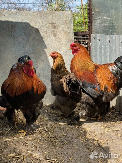 Яйцо инкубационное Куропатчатой Брамы