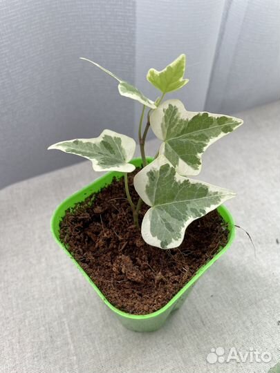 Алаказия Полли, Монстера Манки, Вуда