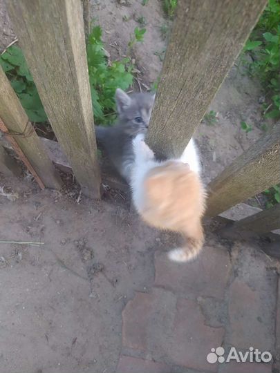 В добрые руки