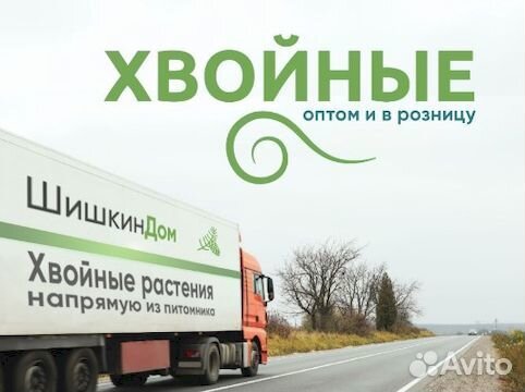 Туя, ель на участок