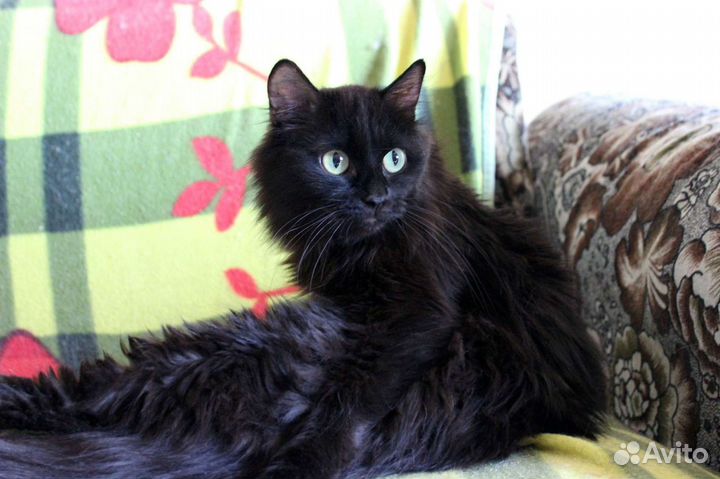 Кошка Мила