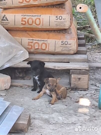 Маленькая собака в добрые руки бесплатно