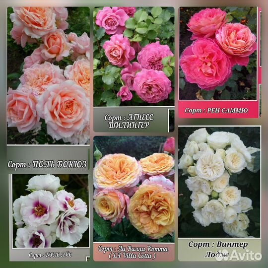 Розы кустовые Саженцы роз зкс шрабы