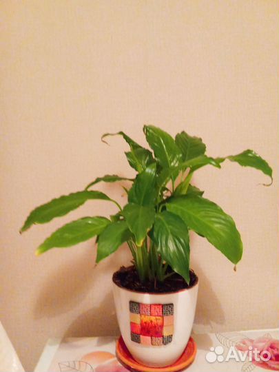 Спатифиллум