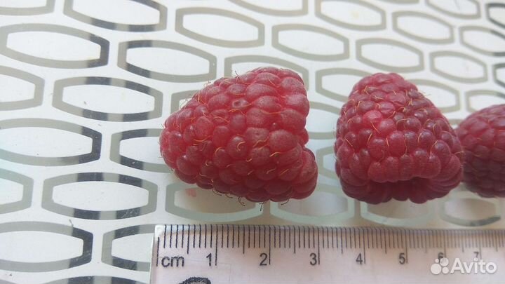 Малина Наследие (Heritage 1969 год) (саженец)