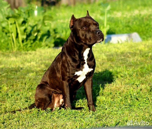 В дар Американский питбультерьер