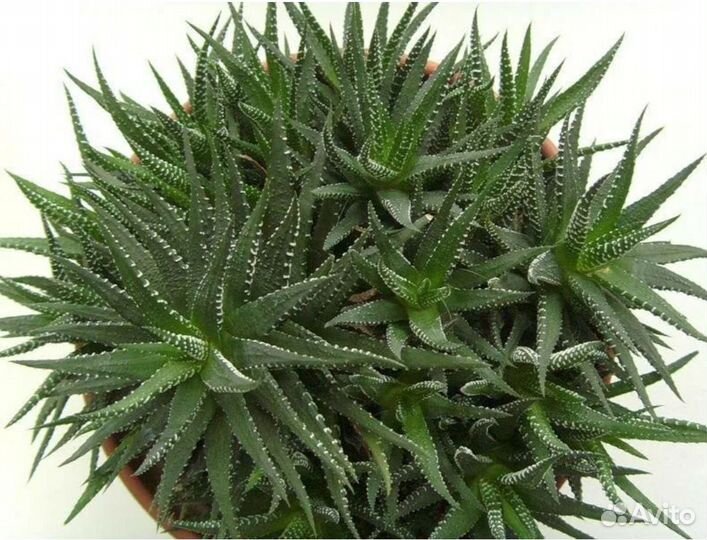 Комнатный цветок, хавортия