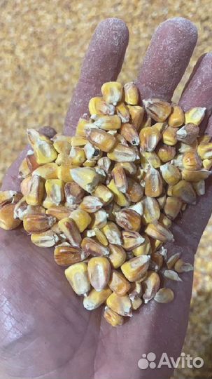 Кукуруза кормовая