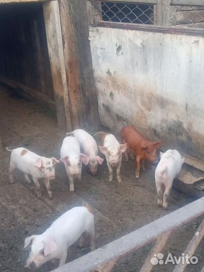 Поросята