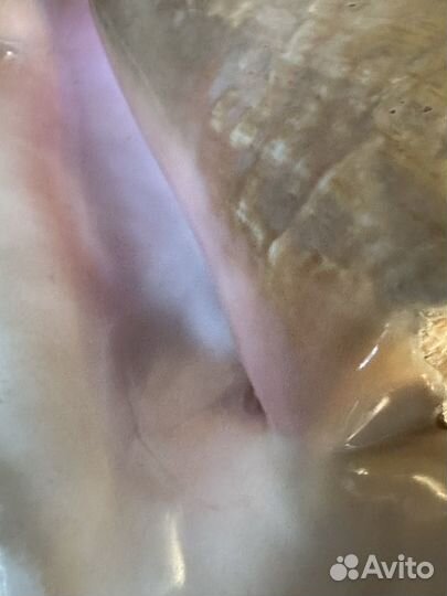 Раковина морского моллюска, Королевский стромбус