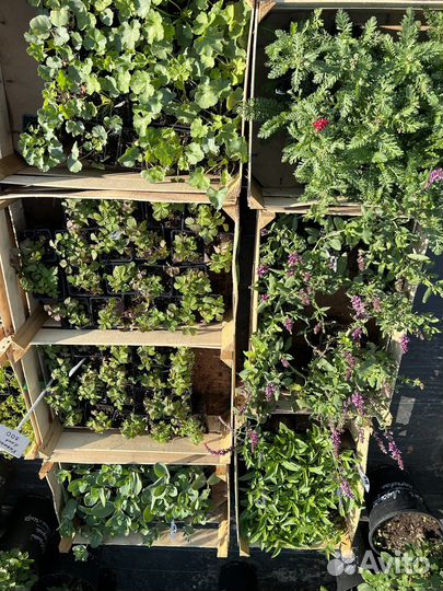 Большой выбор многолетников