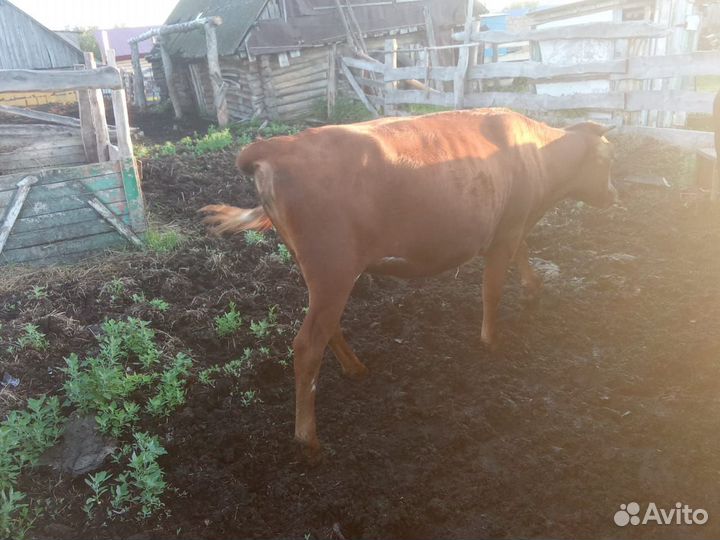 Годовалая корова