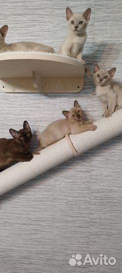 Мальчики, девочки,3 окраса