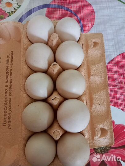 Утинное яйцо