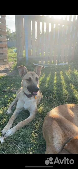 Собаки в добрые и любящие руки