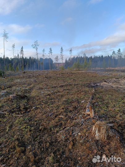 Заготовка древесины