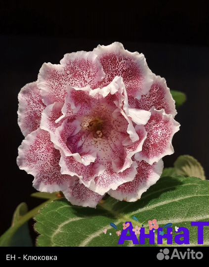 Глоксиния (укорененные листья)