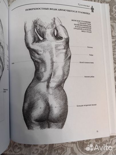 Книга живопись. Э. Барбер. Анатомия для художников