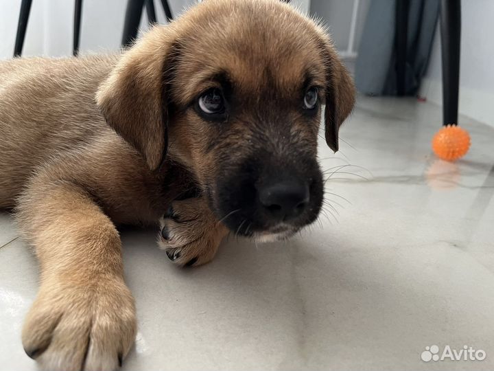 Щенок в дар