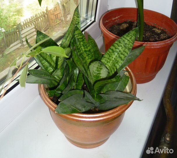 Денежное дерево, сансевьерия, фикус (бенджамин)