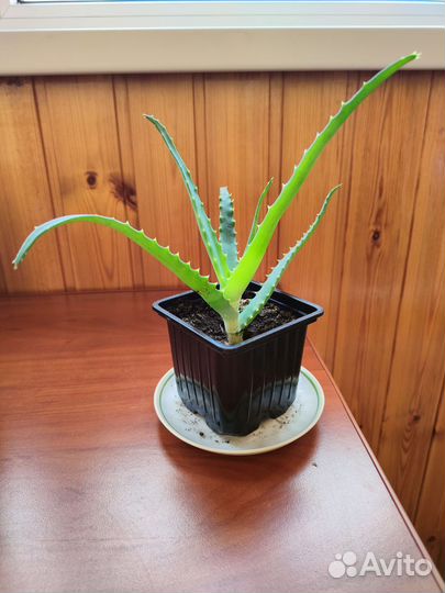 Алоэ древовидное