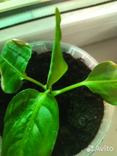 Диффенбахия